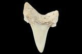 Serrated Fossil Auriculatus Tooth - Sarysu River, Kazakhstan #173800-1